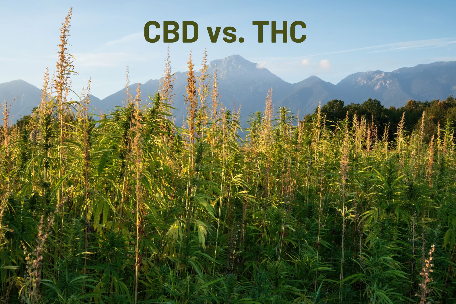 CBD vs. THC: A Comparison of Benefits